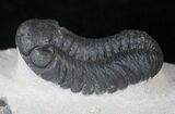 Austerops (Phacops) Trilobite - Very Detailed #13889-4